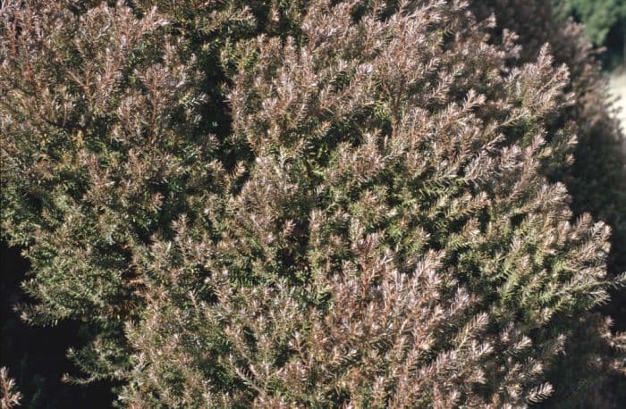 southern white cedar 'Ericoides'