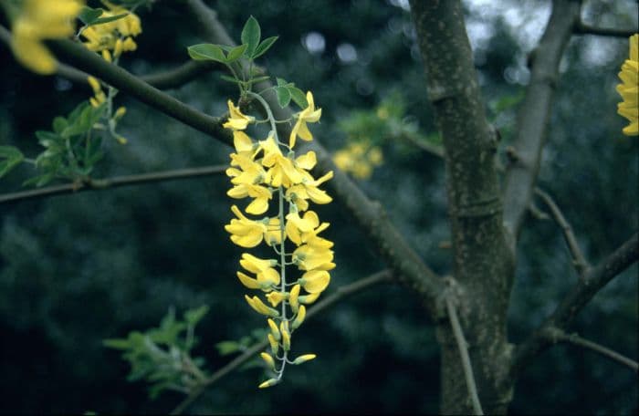 Voss's laburnum