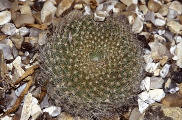 Bristle-cluster crown cactus