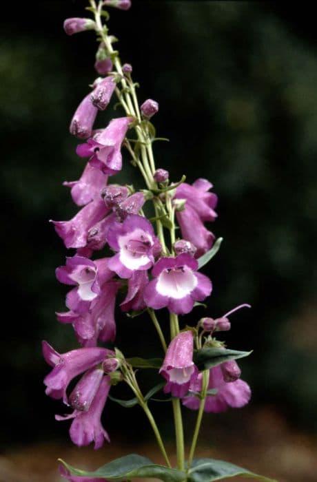 penstemon 'Countess of Dalkeith'