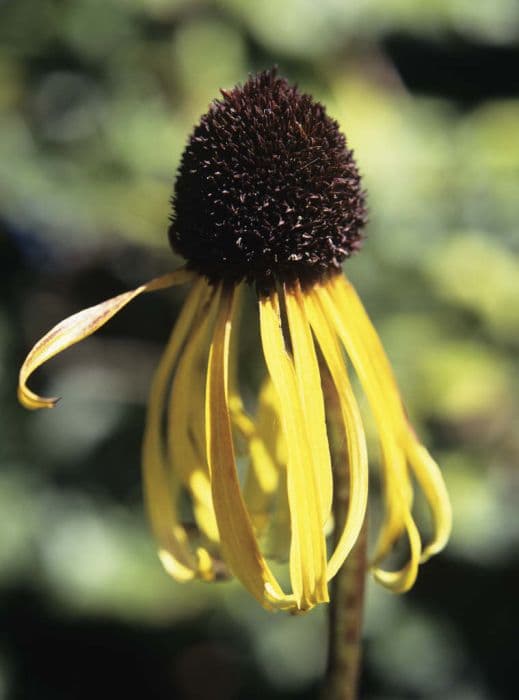 Bush's purple coneflower