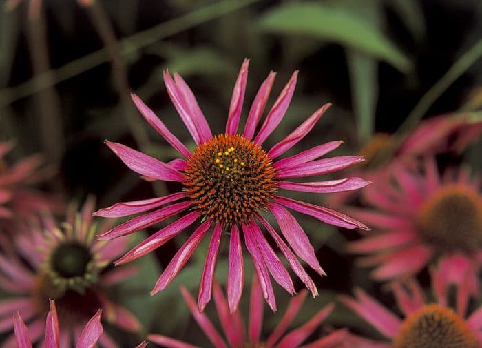 purple coneflower 'Pica Bella'