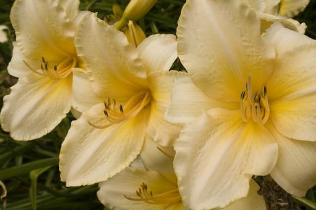 Daylily 'Helle Berlinerin'