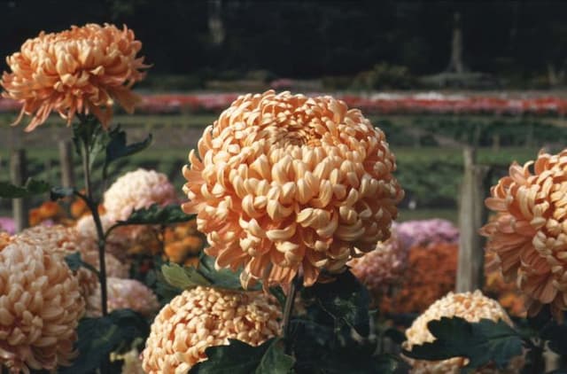 Chrysanthemum 'Peach Allouise'