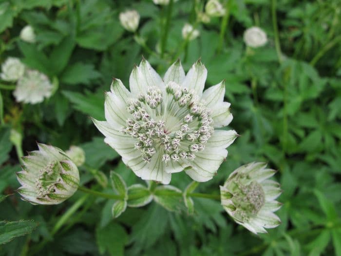 astrantia 'Snow Star'