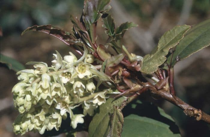 laurel-leaved currant