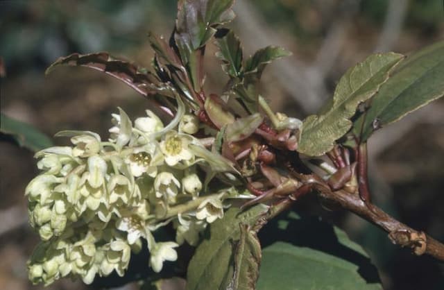 Laurel-leaved currant