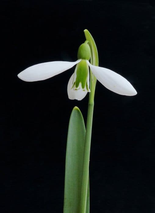 snowdrop 'Trotter's Merlin'