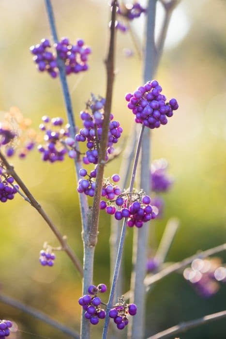 beautyberry 'Imperial Pearl'