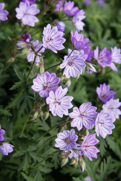 tuberous-rooted cranesbill