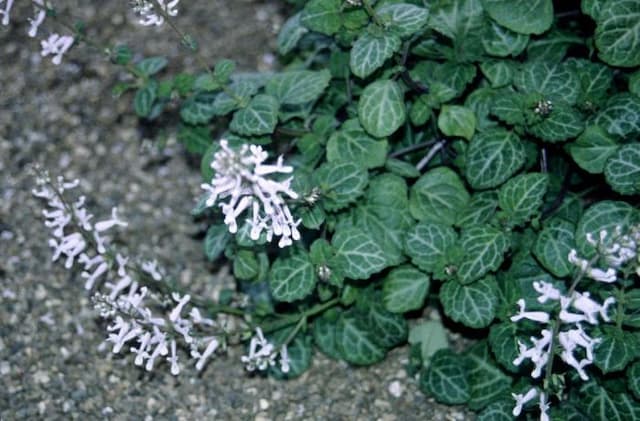 Brazilian coleus