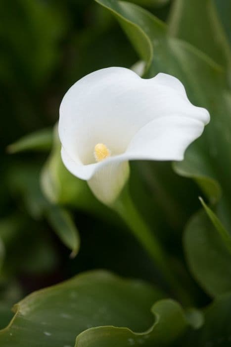 arum lily 'Snow Storm'