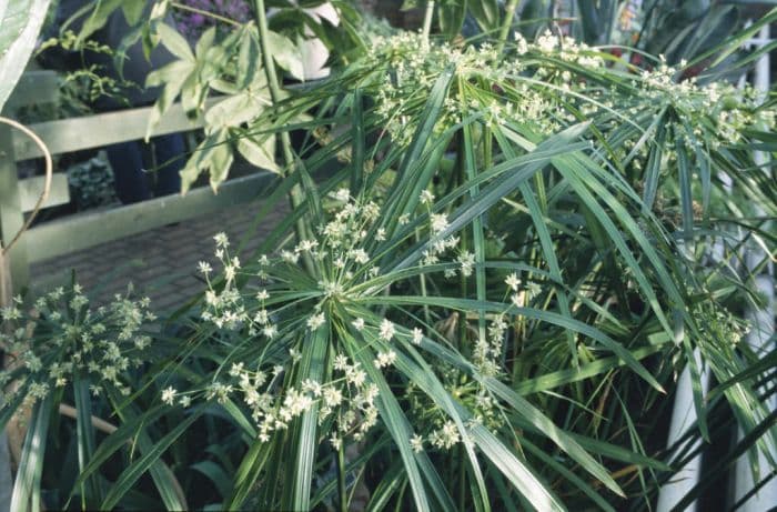 umbrella plant