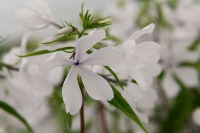 Sweet william 'May Breeze'