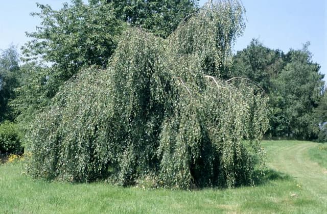 Young's weeping birch