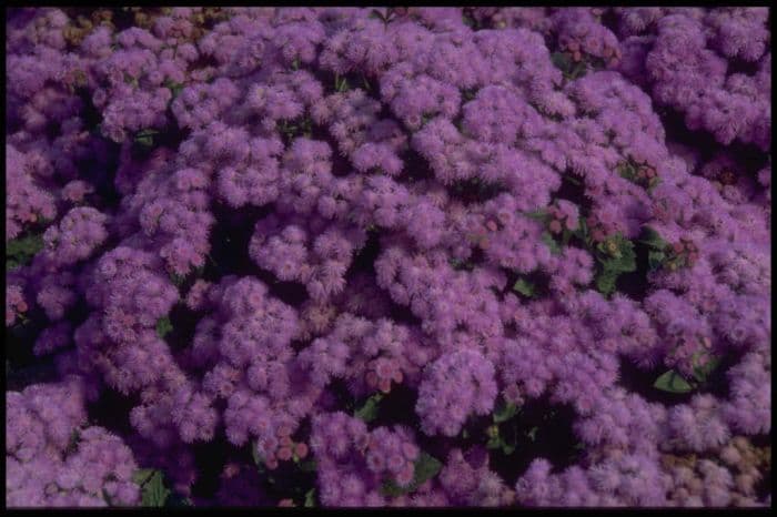 Mexican paintbrush 'Blue Danube'