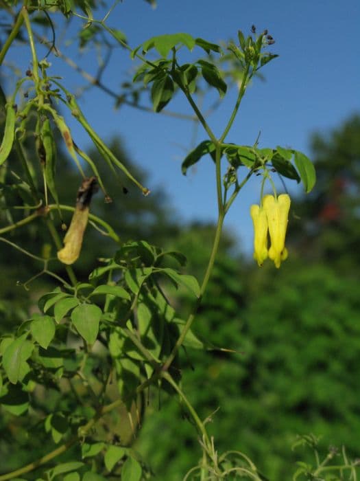 bleeding heart vine