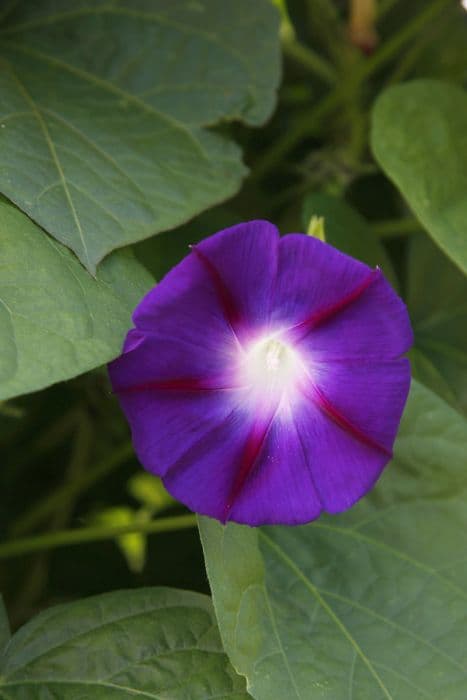 common morning glory