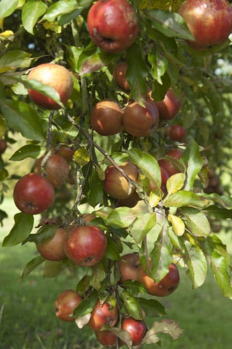 crab apple 'Wisley Crab'