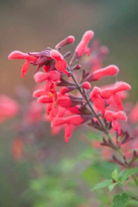 Mexican scarlet sage