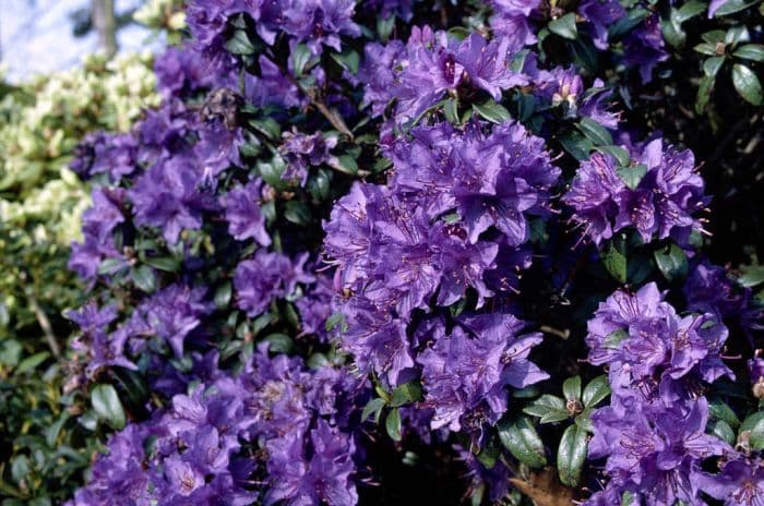 rhododendron 'Gristede'