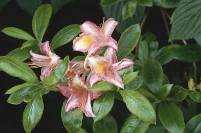 rhododendron 'Bouquet de Flore'