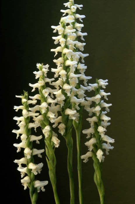 lady's tresses 'Chadd's Ford'