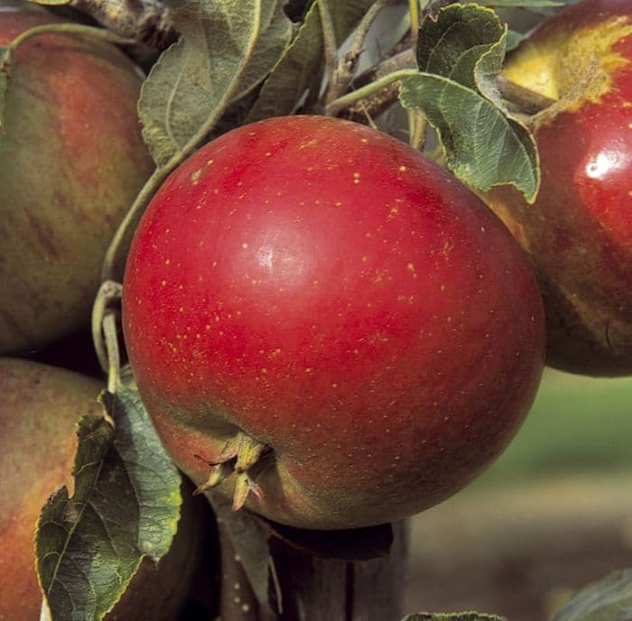 apple 'Laxton's Superb'