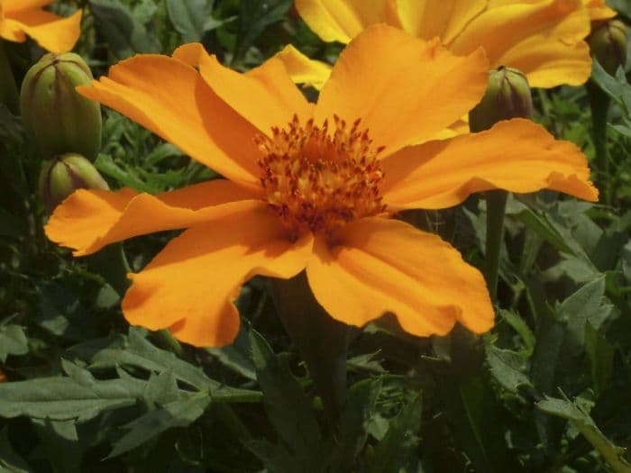 French marigold 'Disco Orange'