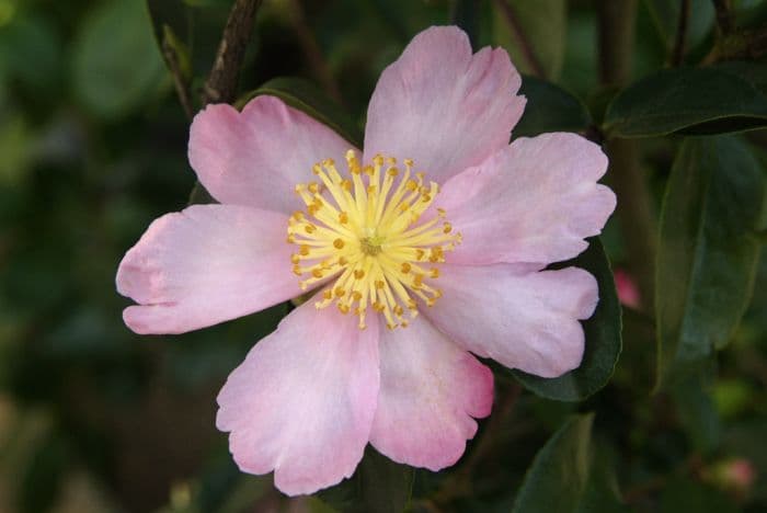 camellia 'Plantation Pink'