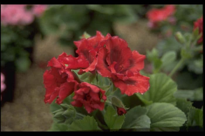 pelargonium 'Bushfire'