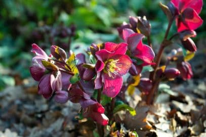 hellebore [HGC Ice 'n' Roses Red]