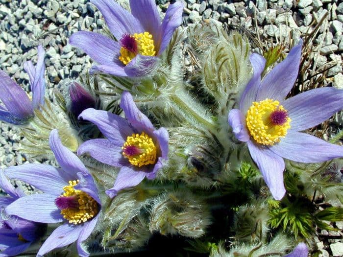 Slovak pasqueflower