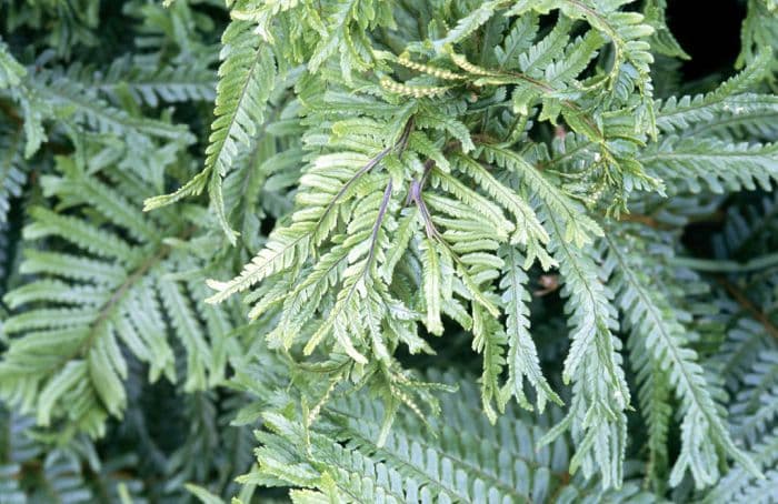 scaly male fern 'Cristata'