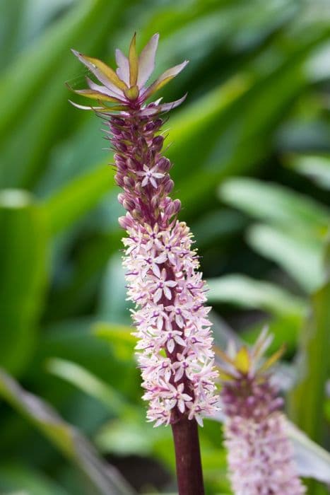 pineapple lily 'Indian Summer'