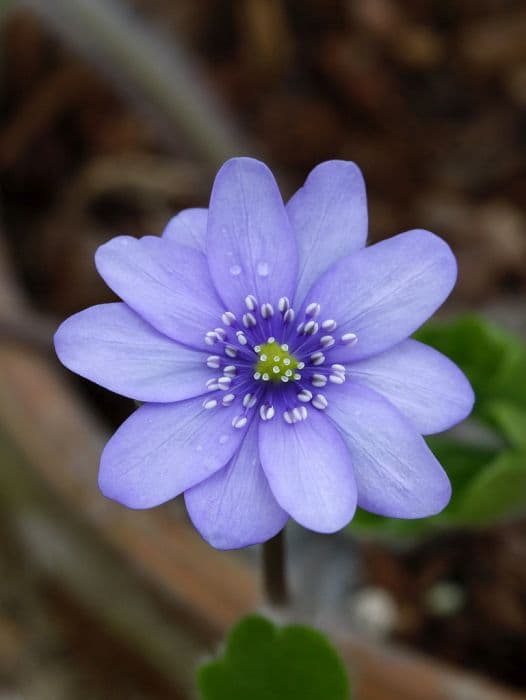 hepatica 'Harvington Beauty'