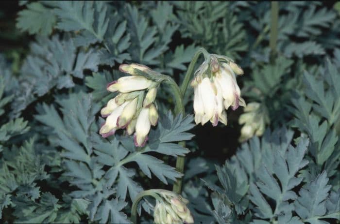 bleeding heart 'Langtrees'