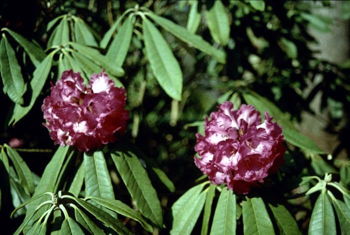 snowy rhododendron