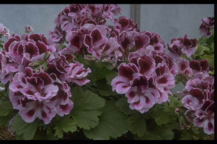 pelargonium 'Gemma Jewel'