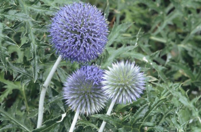 Ruthenian globe thistle