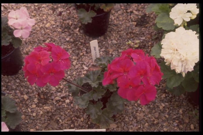 pelargonium 'Pavilion'