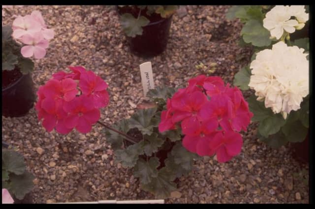 Pelargonium 'Pavilion'