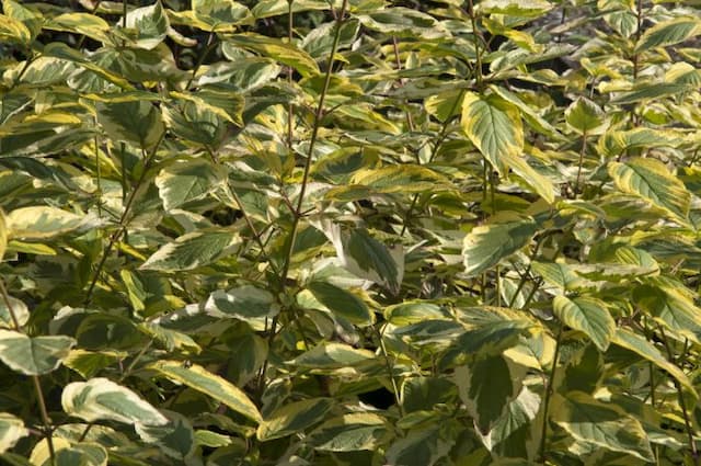 Red osier dogwood 'Hedgerows Gold'