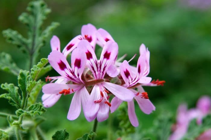 pelargonium 'Village Hill Oak'