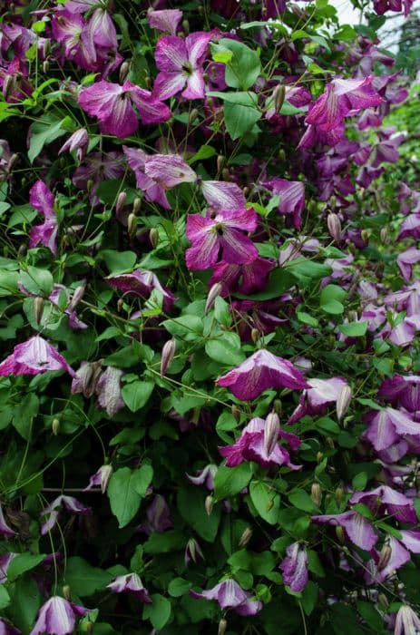 clematis [I am Happy]