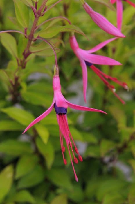 Glaziou's fuchsia