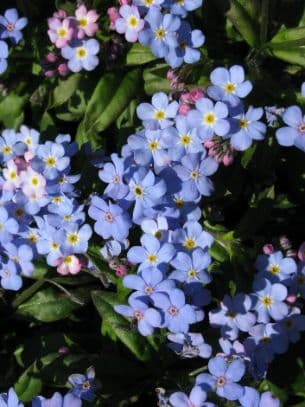 Forget-me-not 'Myomark'