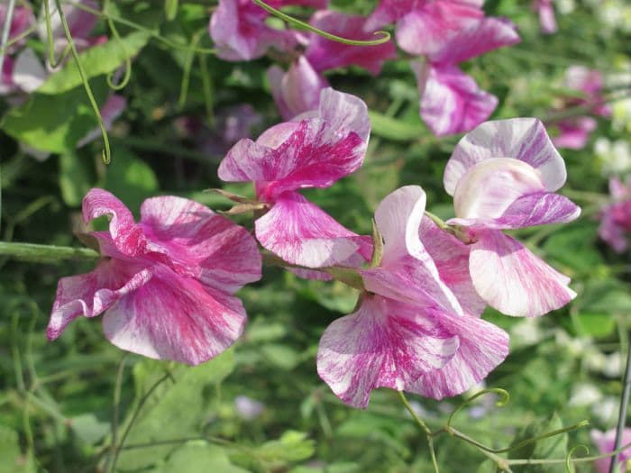 sweet pea 'Pandemonium'