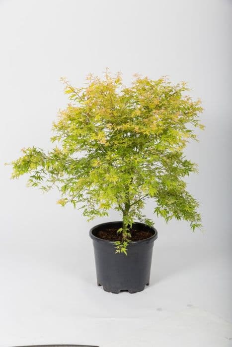 Japanese maple [Metamorphosa]