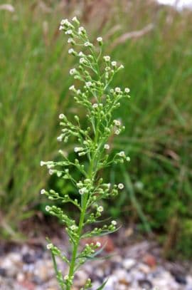 Canadian fleabane